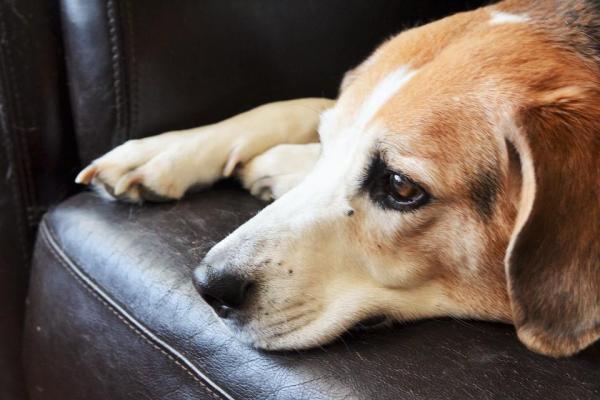 Come lasciare il cane da solo